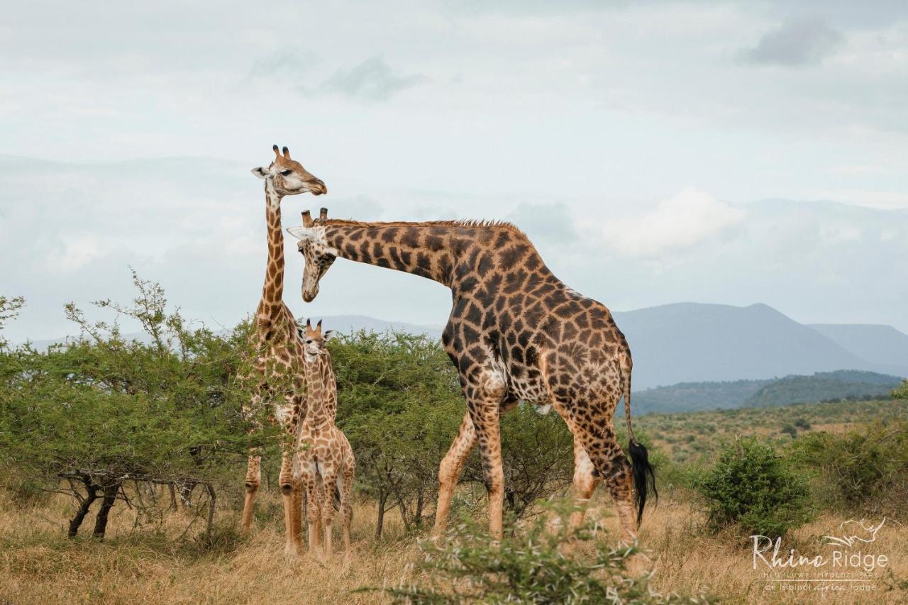 Rhino Ridge Safari Lodge KwaNompondo Dış mekan fotoğraf