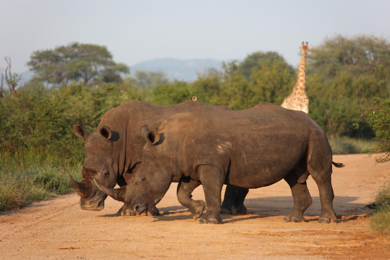 Rhino Ridge Safari Lodge KwaNompondo Dış mekan fotoğraf