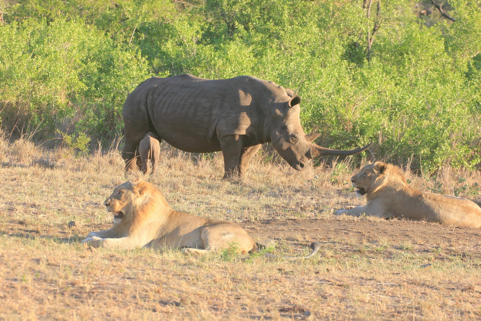 Rhino Ridge Safari Lodge KwaNompondo Dış mekan fotoğraf